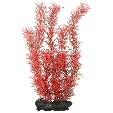 Rostlina Red Foxtail 30cm