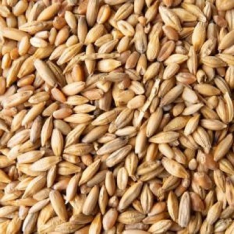 Ječmen 20kg
